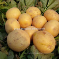 Fresh potato new crop with hight quality and best price